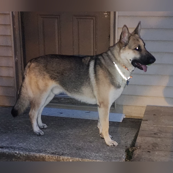 Reflective Conversion For Your Chain Choker Collar - Picture 1 of 4